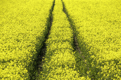 High angle view of yellow flowering plants on field