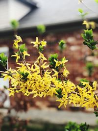 Close-up of yellow flowering plant