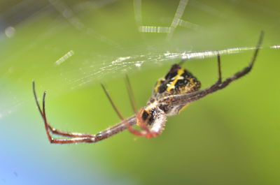 Close-up of spider on web