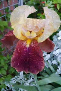 Close-up of wet flower blooming outdoors