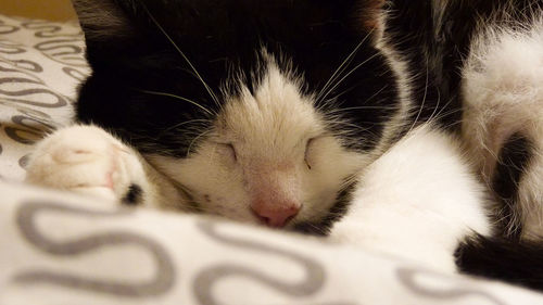 Close-up of kitten sleeping