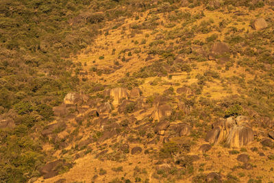 wilderness