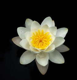 Close-up of white flower against black background