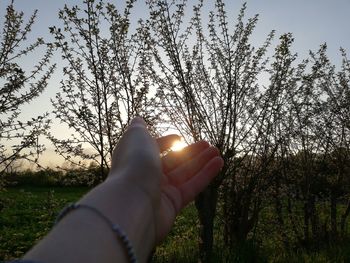 Close-up of hand against trees during sunset