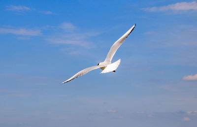 Low angle view of seagull flying against sky