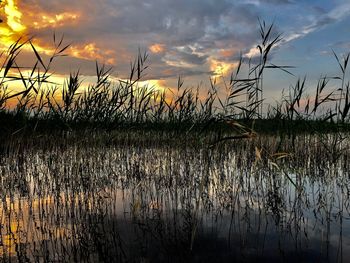 Plants growing in field against lake during sunset