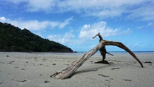 Close-up of driftwood on beach against sky