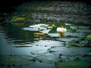 View of lotus water lily in lake