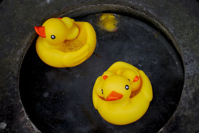 Rubber ducks floating in a frozen rock pond