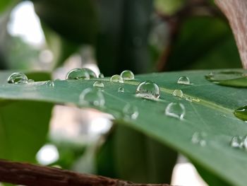 Close-up of raindrops on leaves