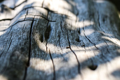 Full frame shot of tree trunk