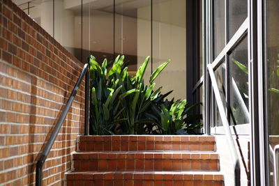 Potted plants on window