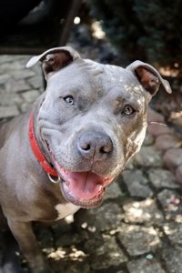 Close-up portrait of a dog