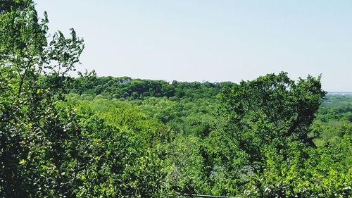 Scenic view of forest against clear sky