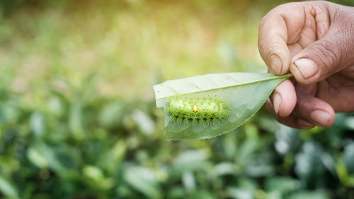 Close-up of hand holding leaf