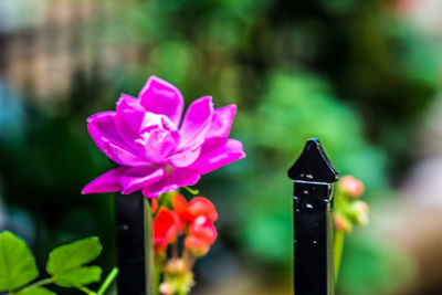 Close-up of flowers blooming outdoors