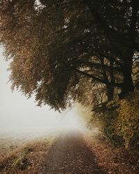 Scenic view of trees by river