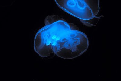 Close-up of jellyfish against black background