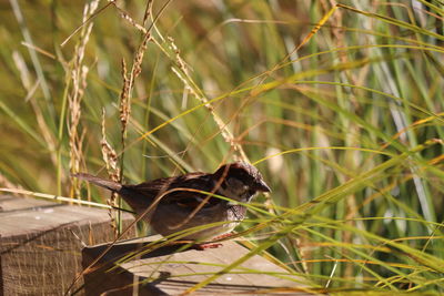 Close-up of bird perching on plant