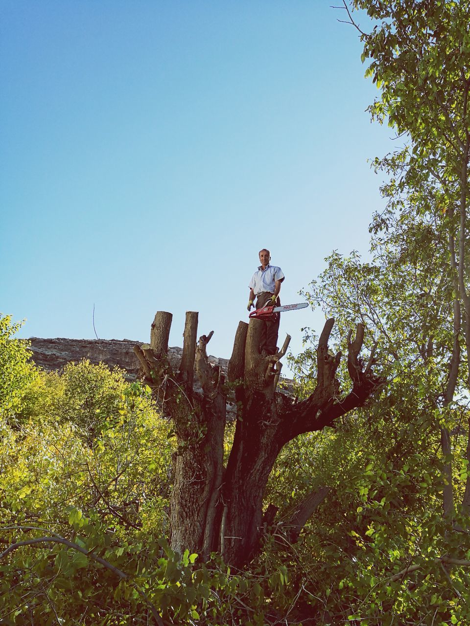 TREES ON FIELD AGAINST SKY