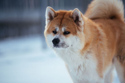 Close-up of a dog looking away