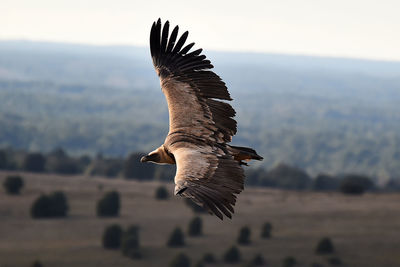 Close-up of eagle flying against sky