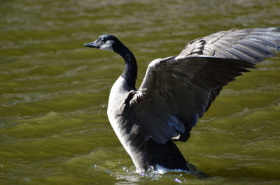 Duck flying over lake