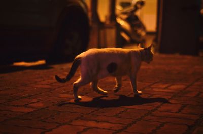 Dog on floor at night