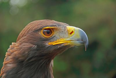 Close-up of eagle against blurred background