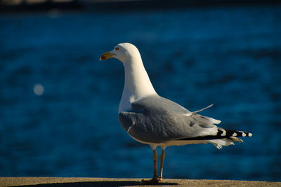Close-up of seagull