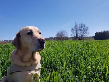 Dog looking away on field