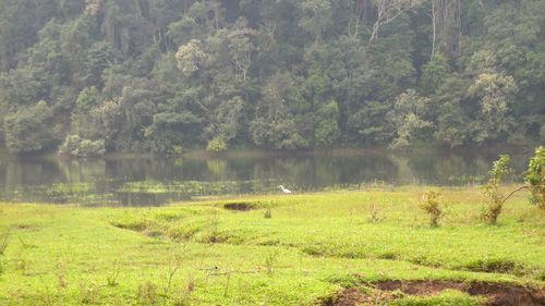 Scenic view of lake in forest