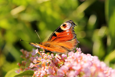 Close-up of butterfly pollinating flower