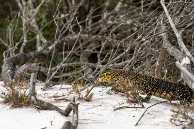 Close-up of a lace monitor aka tree goanna at lake mckenzie, fraser island, queensland, australia.