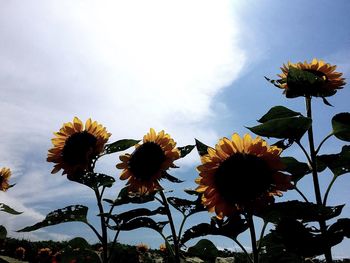Low angle view of sunflower blooming against sky