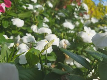 Close-up of white flowers