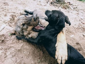 High angle view of dogs playing outdoors