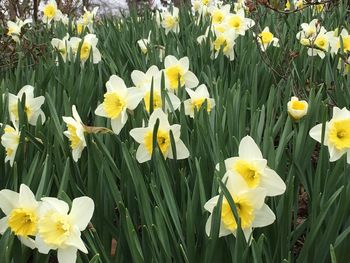 Close-up of white daffodil flowers in field