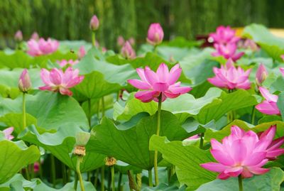 Pink lotus flowers blooming outdoors