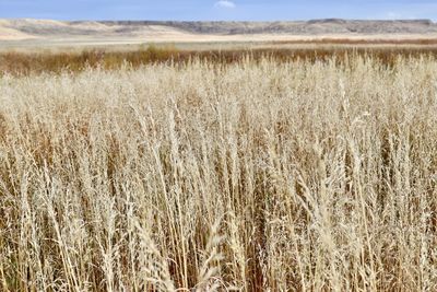 View of stalks in field against the sky