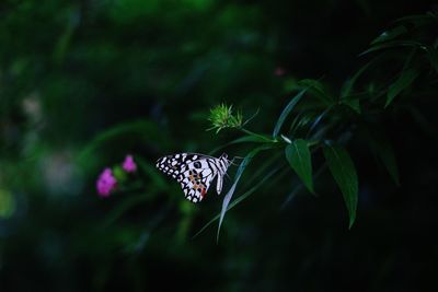 Close-up of butterfly pollinating on flower