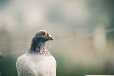 Close-up of bird perching outdoors