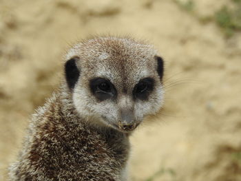 Close-up of an meerkat