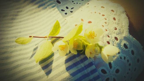 Close-up of yellow flower