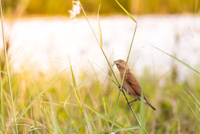 Close-up of butterfly on grass