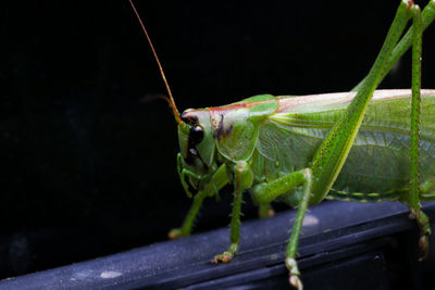 Close-up of grasshopper