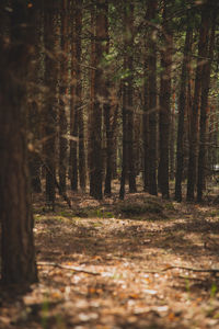 Scenic view of forest