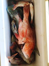 Close-up of fish in container