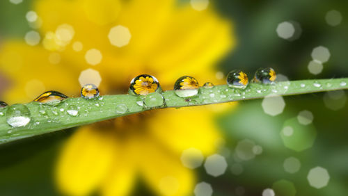 Close-up of raindrops on leaf