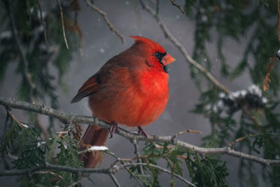 Close-up of cardinal perching on tree